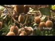 Closeup Kiwifruit Pick 2793